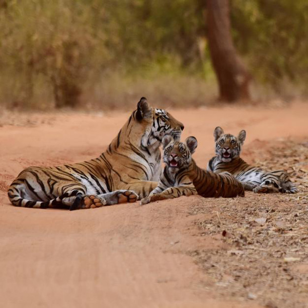 Golden Triangle Ranthambore