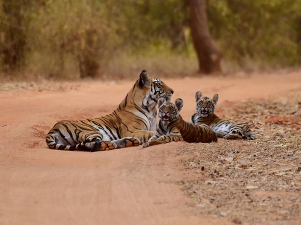 Ranthambore Tour